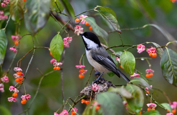 Quels systèmes de gestion environnementale peuvent être mis en place par les PME pour réduire leur empreinte carbone ?